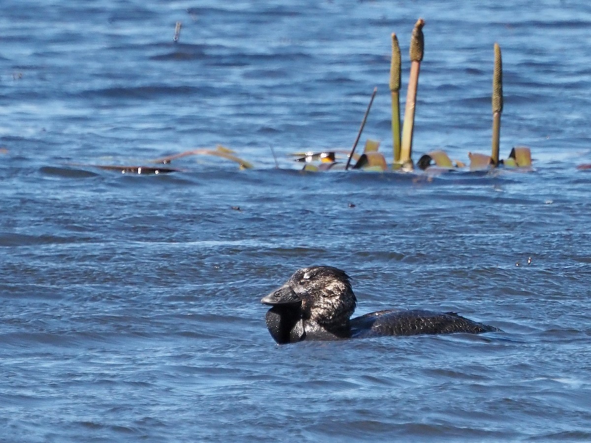 Савка сіра - ML647316099