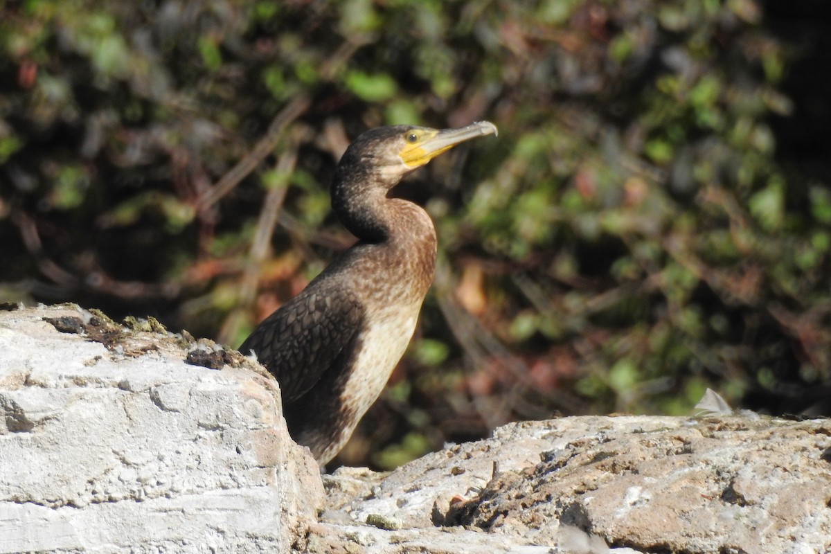 Баклан великий - ML647316120