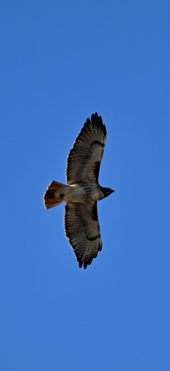 Канюк неоарктичний - ML647316121