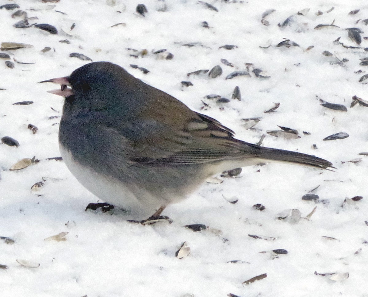 Юнко сірий (підвид hyemalis/carolinensis) - ML647316122