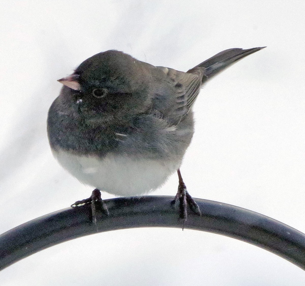 Юнко сірий (підвид hyemalis/carolinensis) - ML647316123