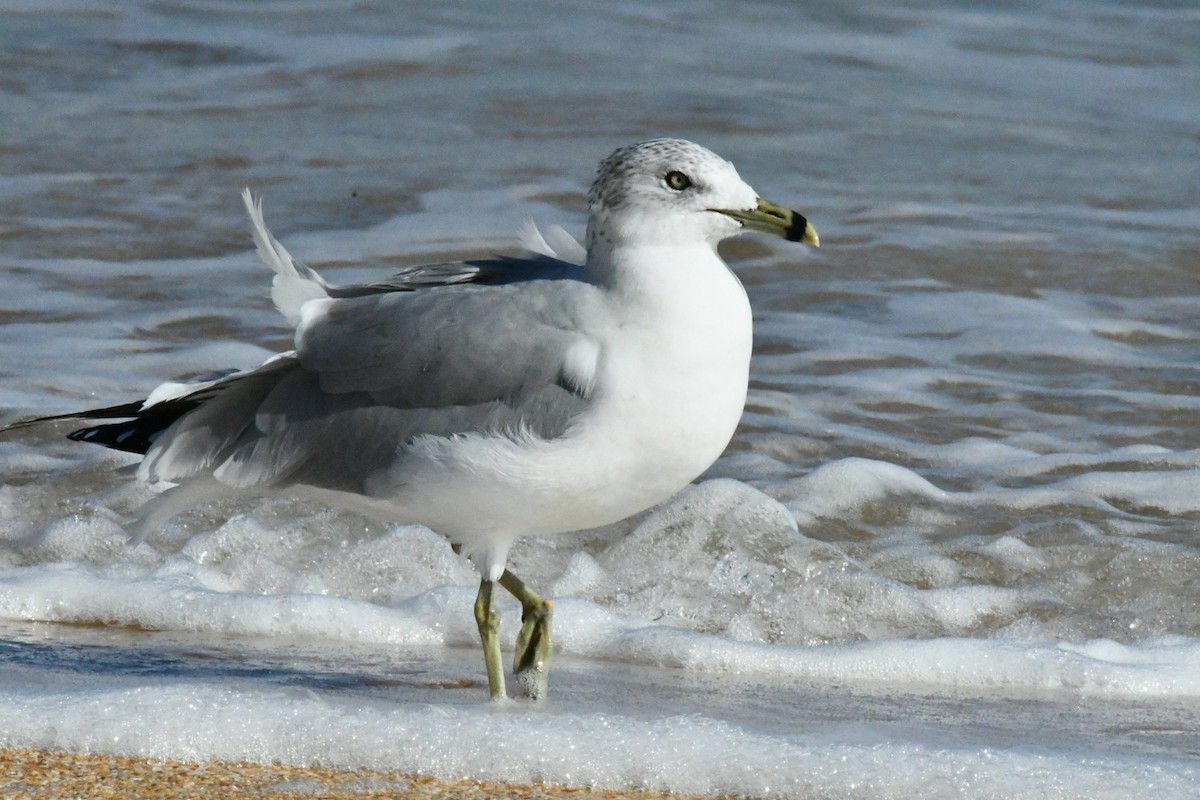 Мартин делаверський - ML647316125