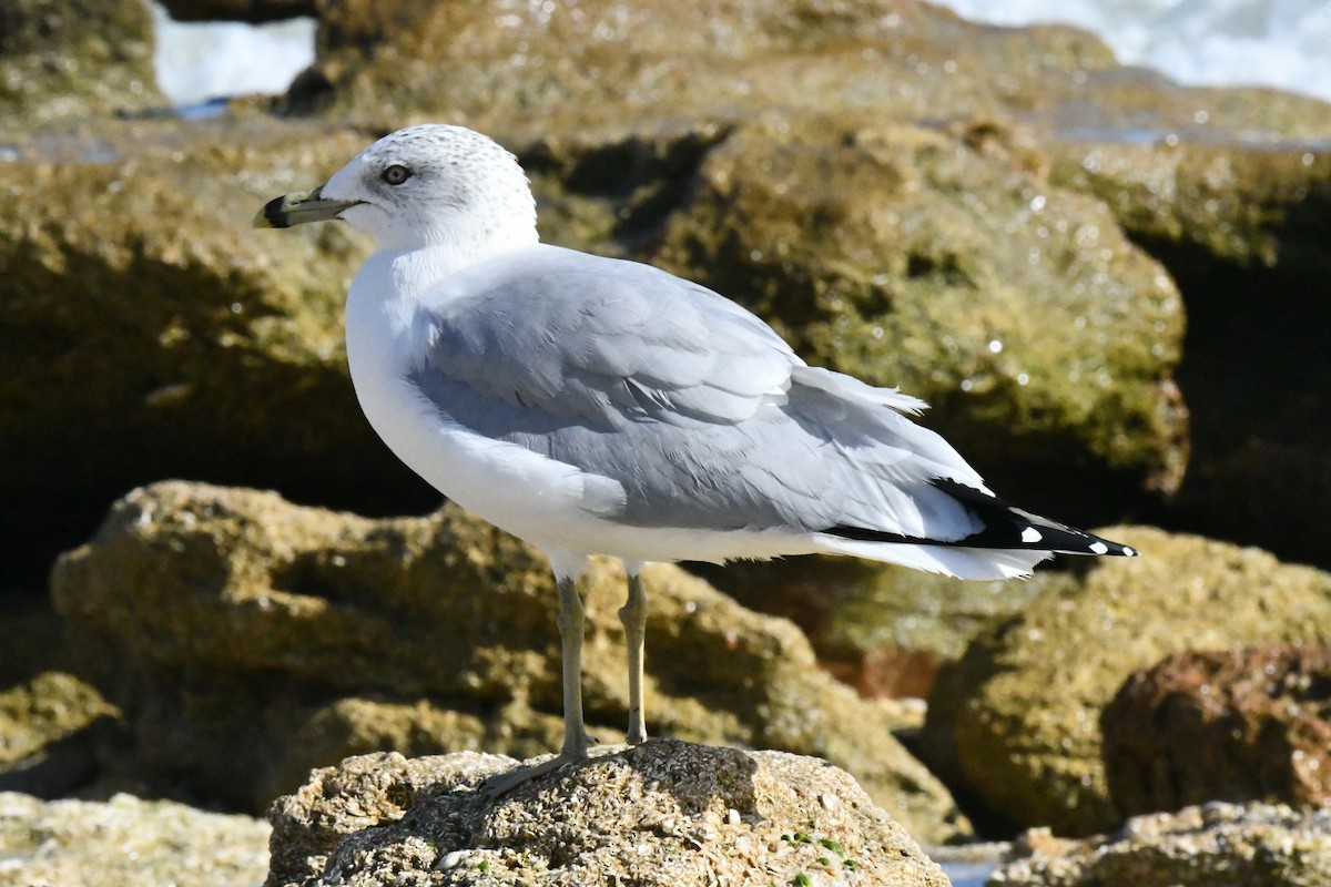 Мартин делаверський - ML647316126