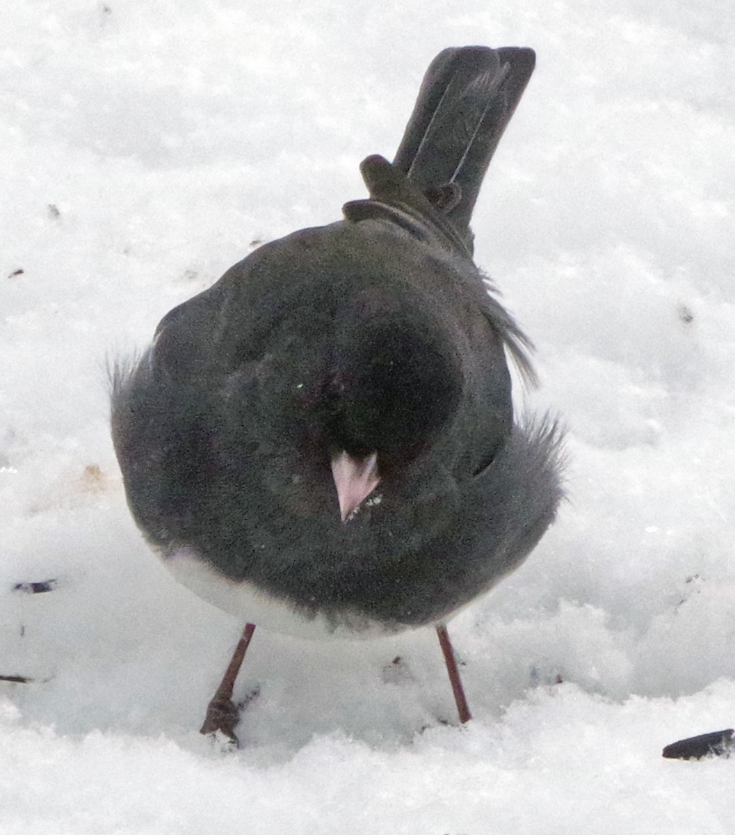 Юнко сірий (підвид hyemalis/carolinensis) - ML647316127