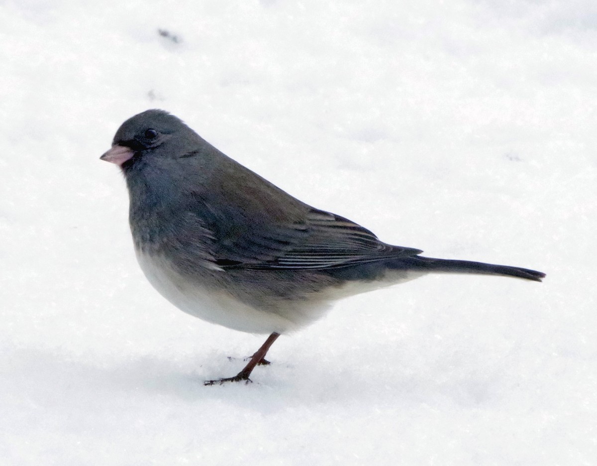 Юнко сірий (підвид hyemalis/carolinensis) - ML647316128