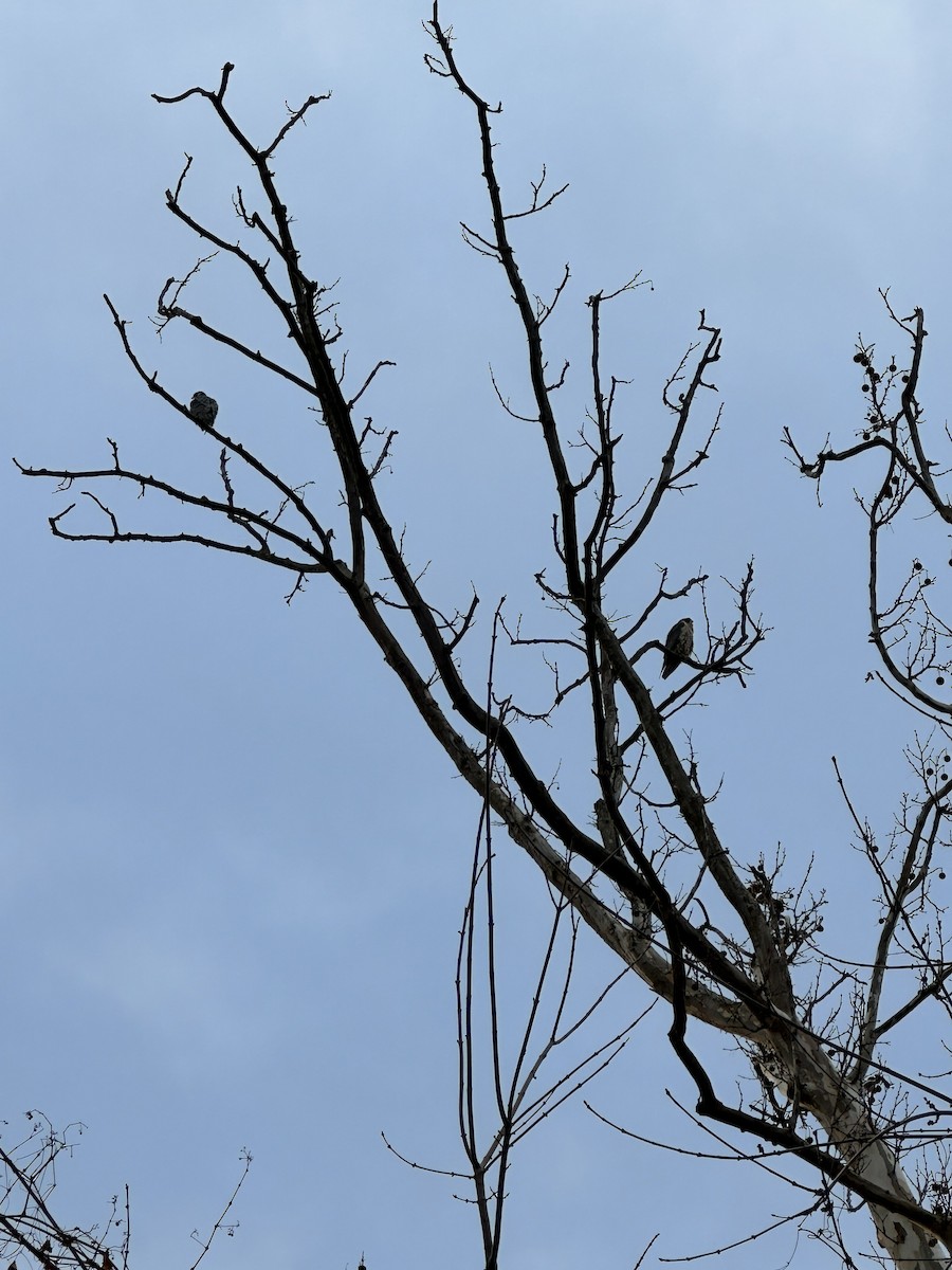 Сапсан - ML647316129