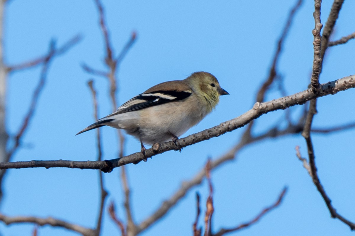 Чиж золотий - ML647316131