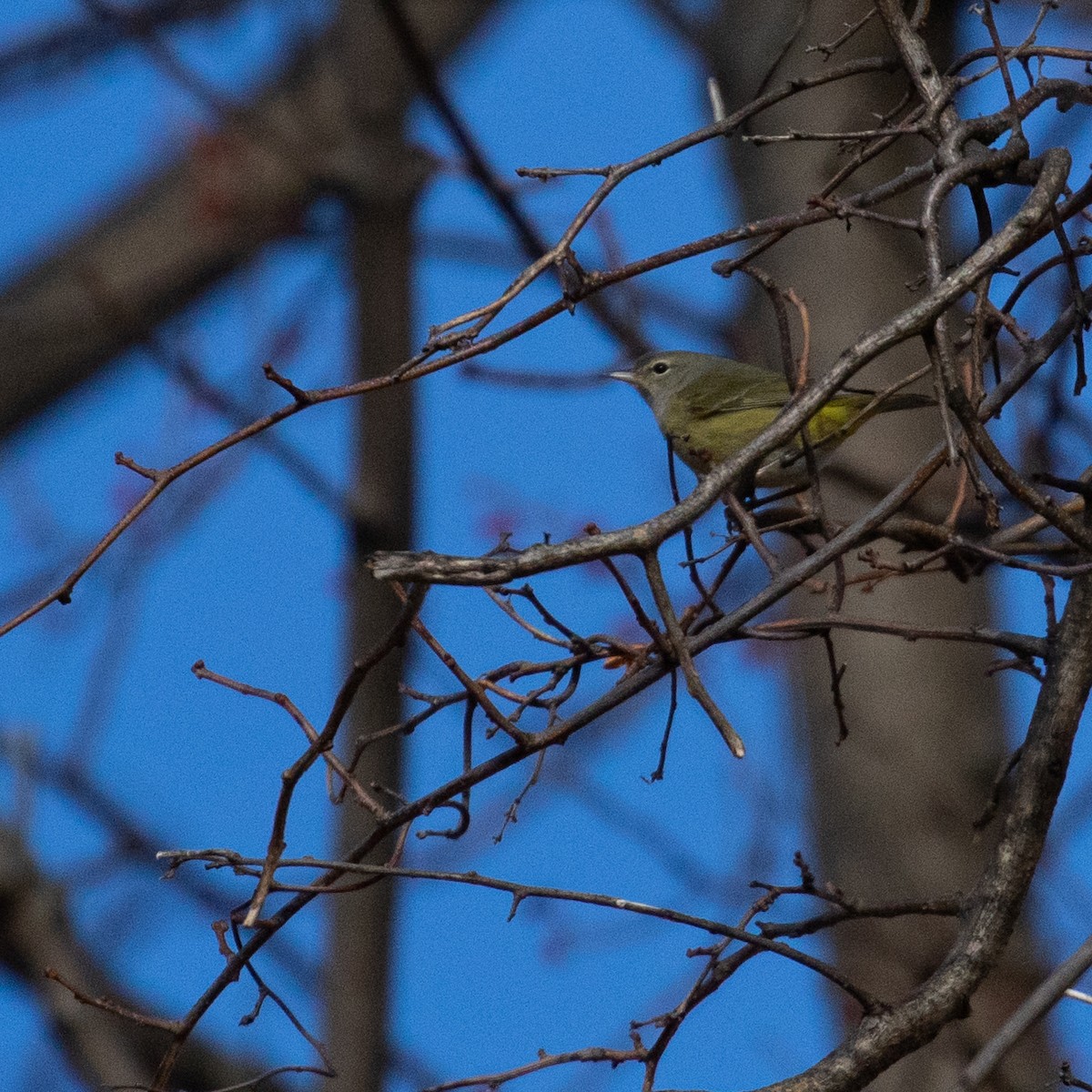 Orange-crowned Warbler - ML647316132