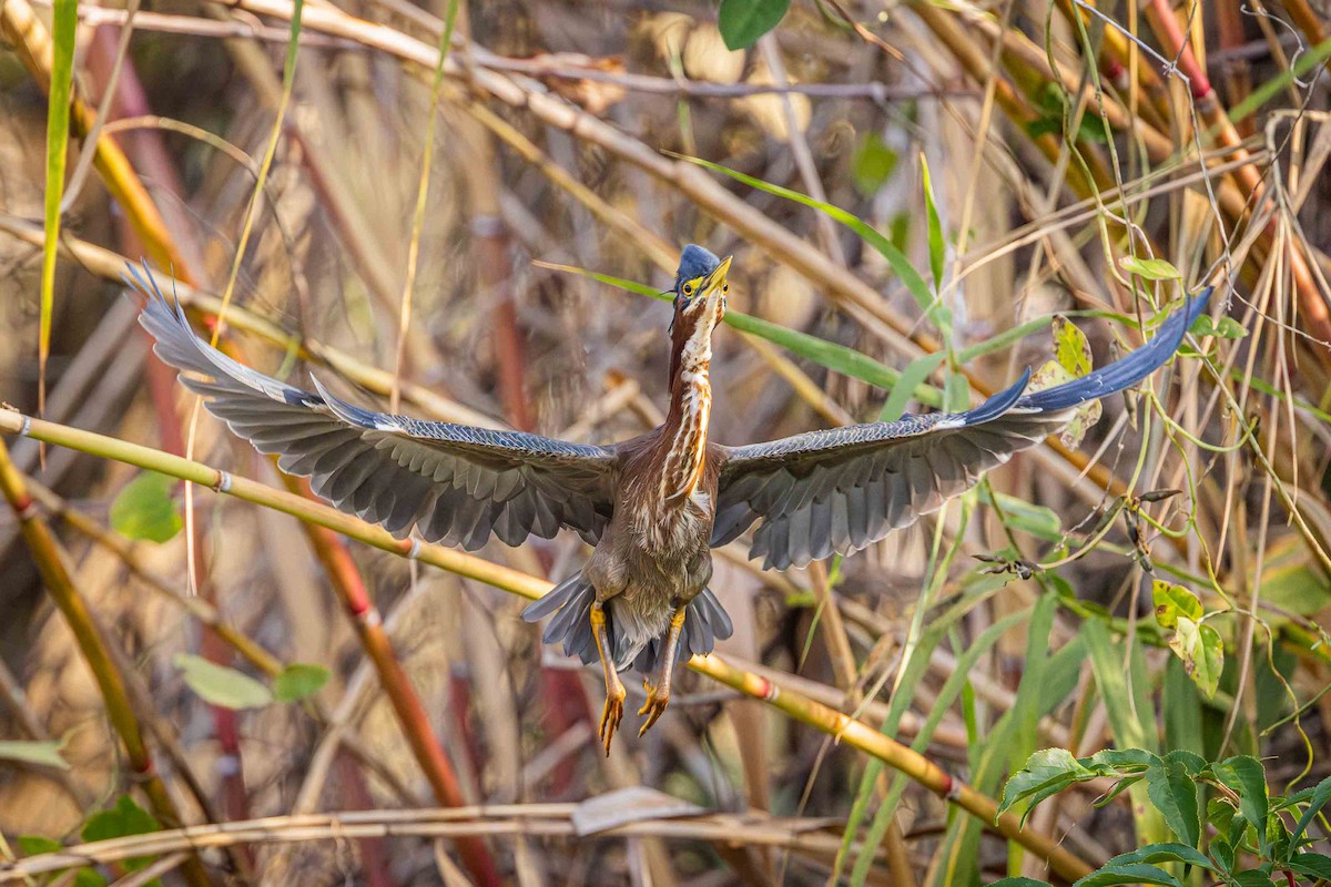 Чапля зелена - ML647316134