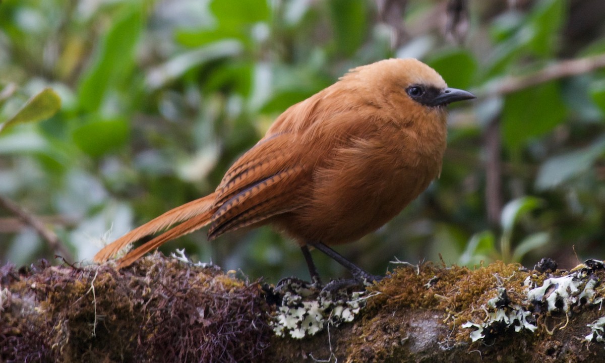 Каштанник андський - ML647316135