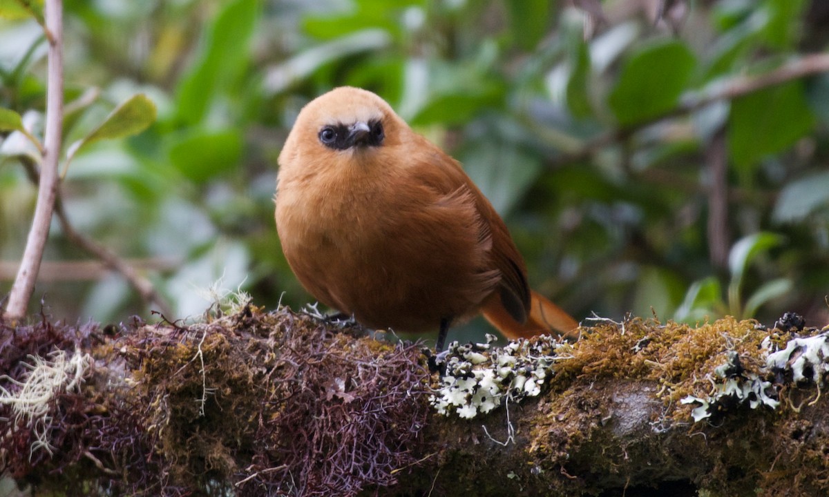 Каштанник андський - ML647316136