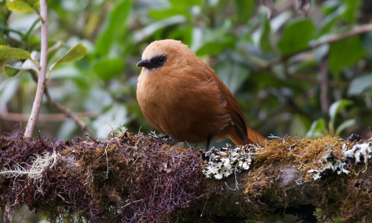 Каштанник андський - ML647316137