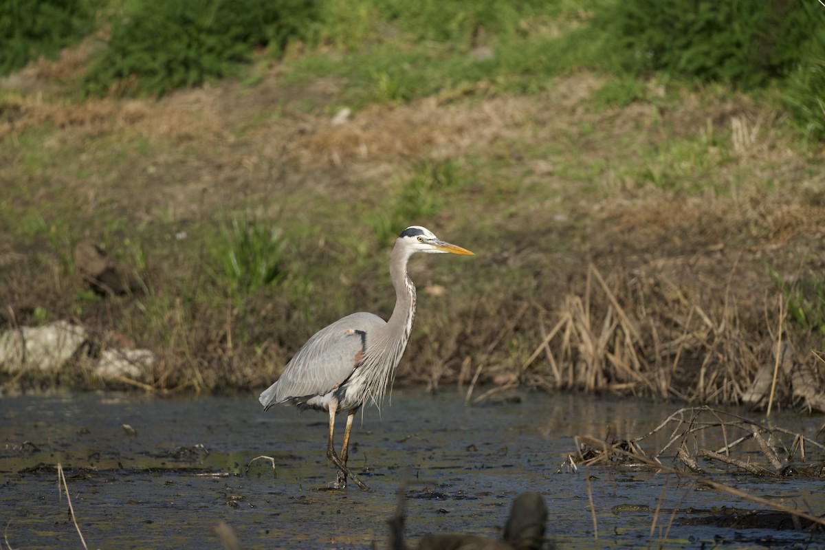 Чапля північна - ML647316138