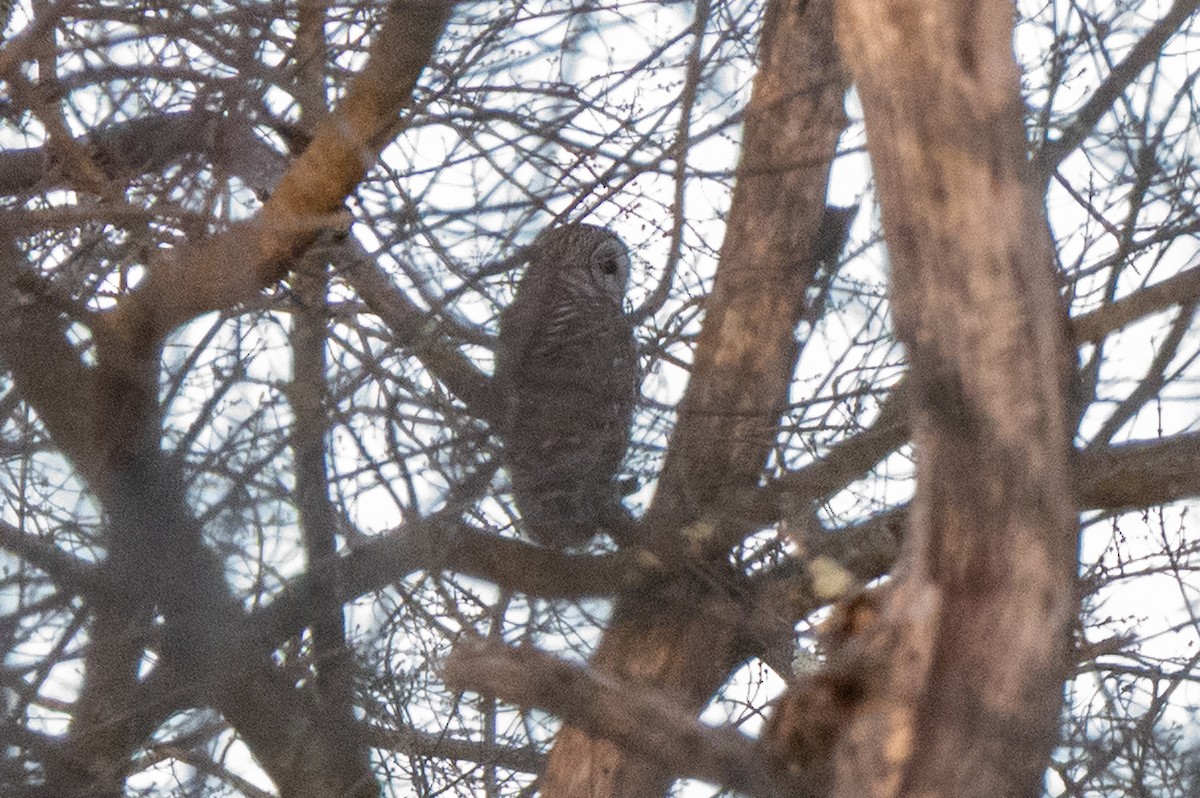 Сова неоарктична - ML647316139