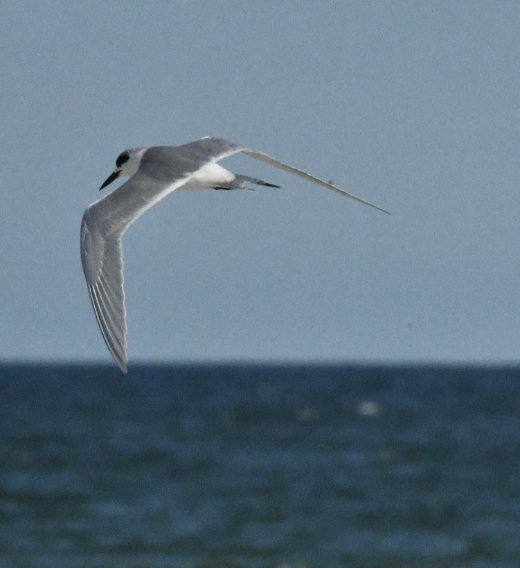 Крячок неоарктичний - ML647316140