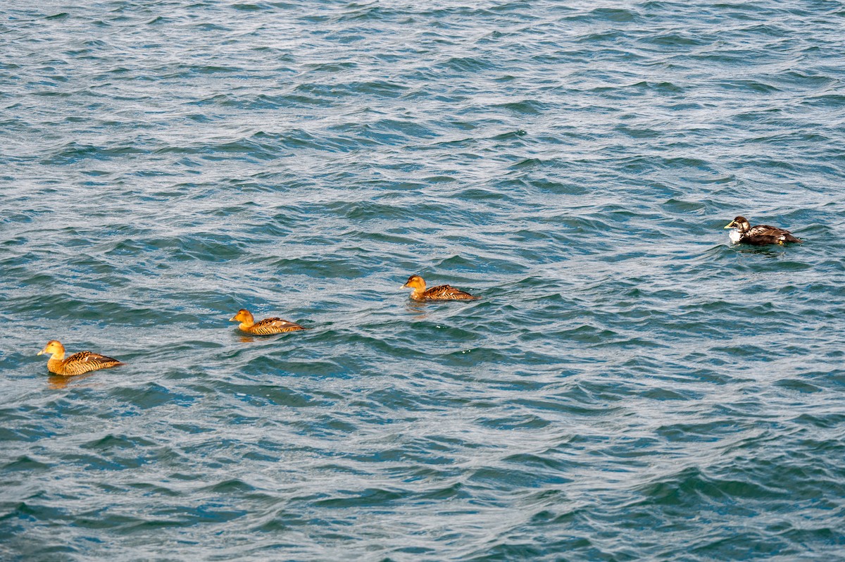 Пухівка зеленошия - ML647316141