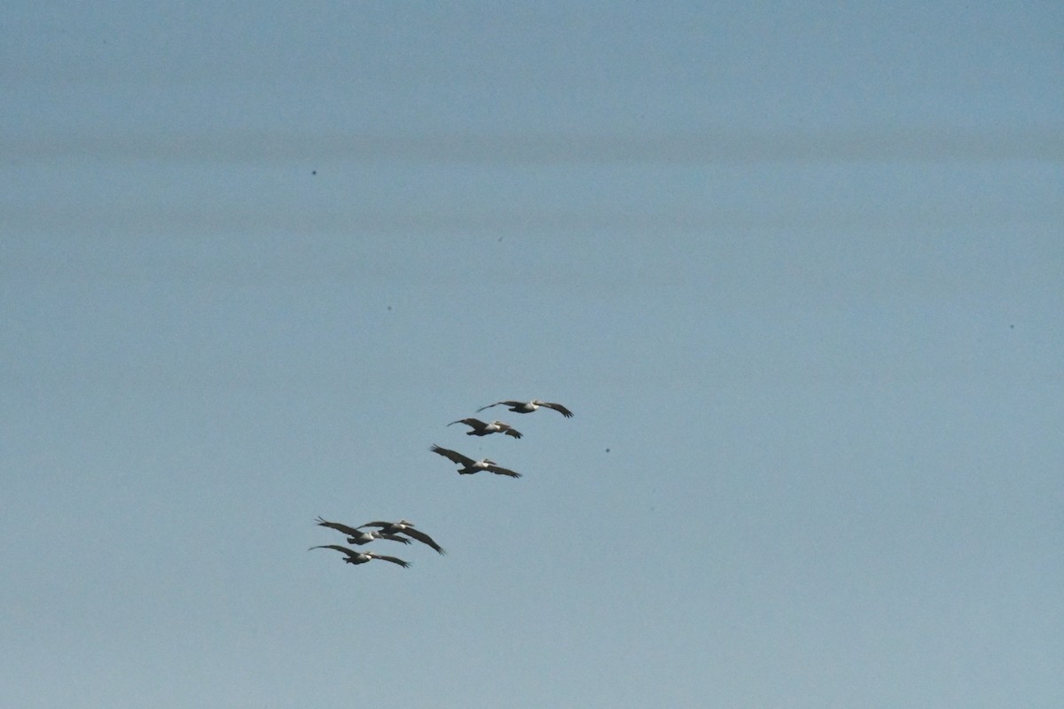 Пелікан бурий - ML647316142