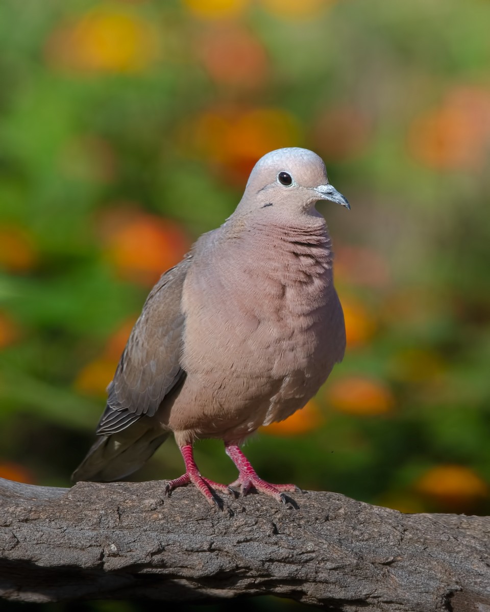 Зенаїда південна - ML647316143