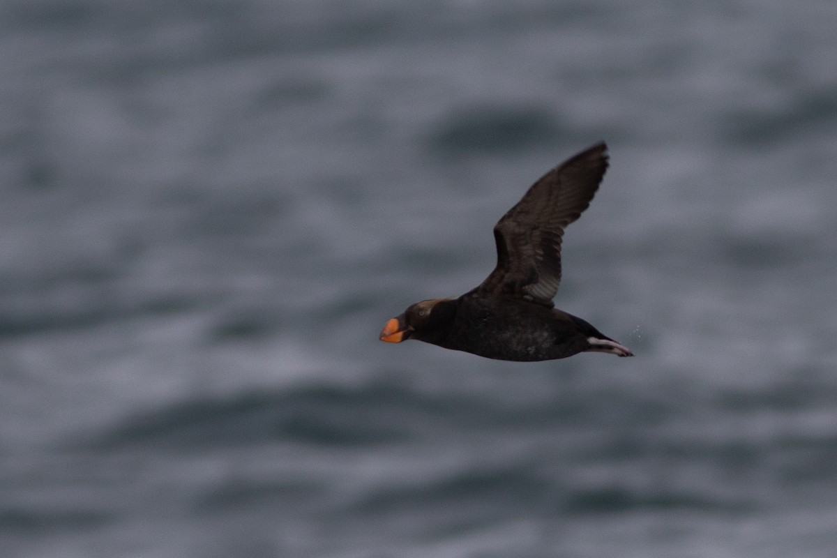 Топорок - ML647316144