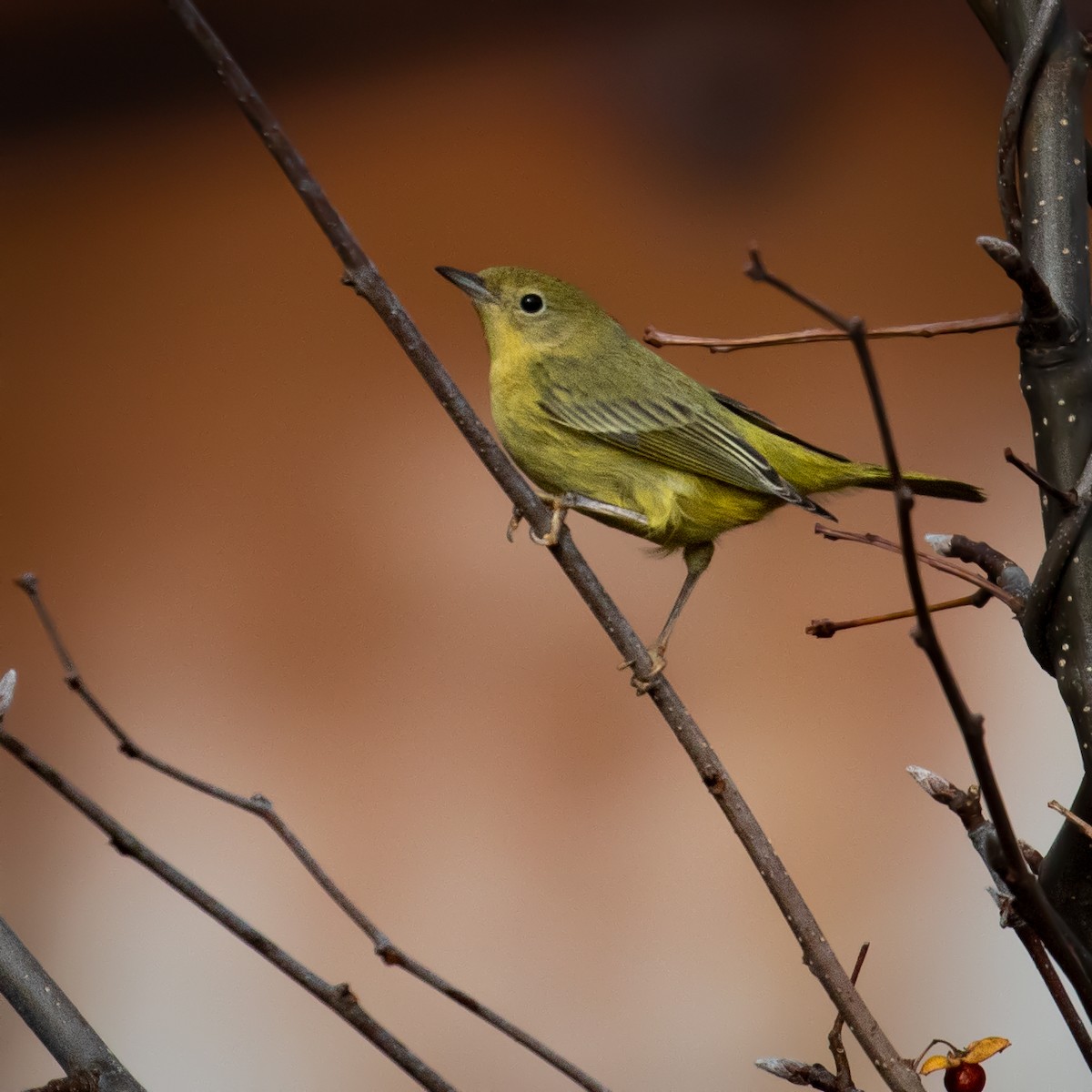 Northern Yellow Warbler - ML647316146