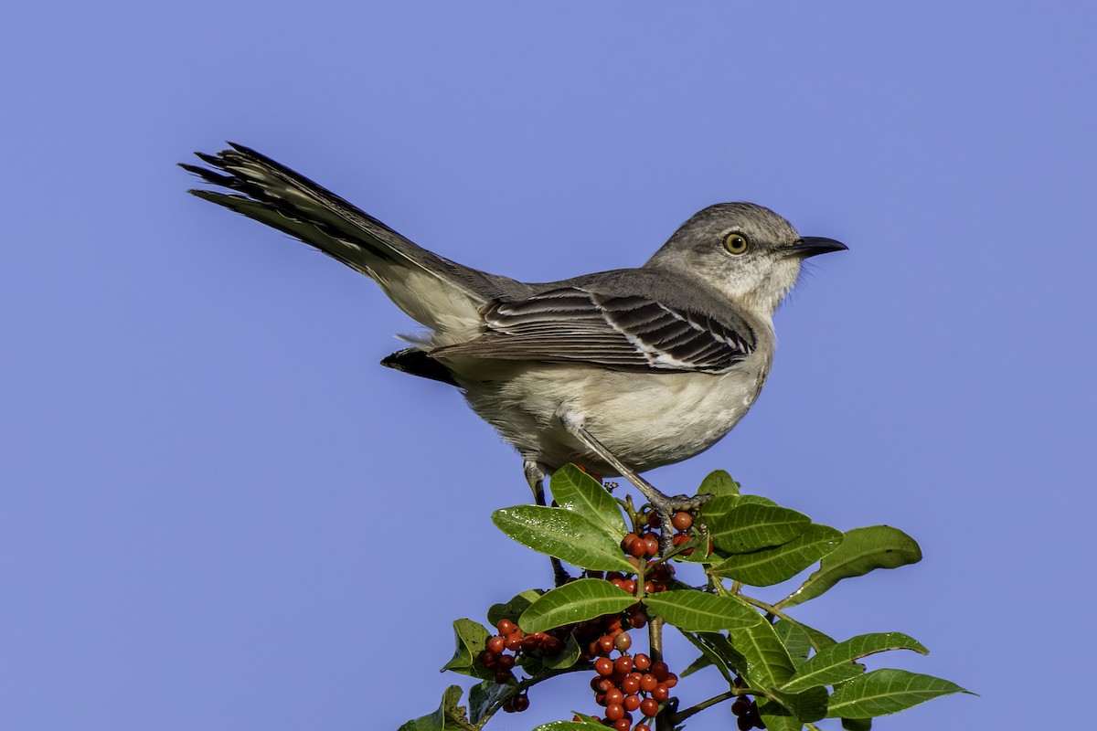 Пересмішник багатоголосий - ML647316147