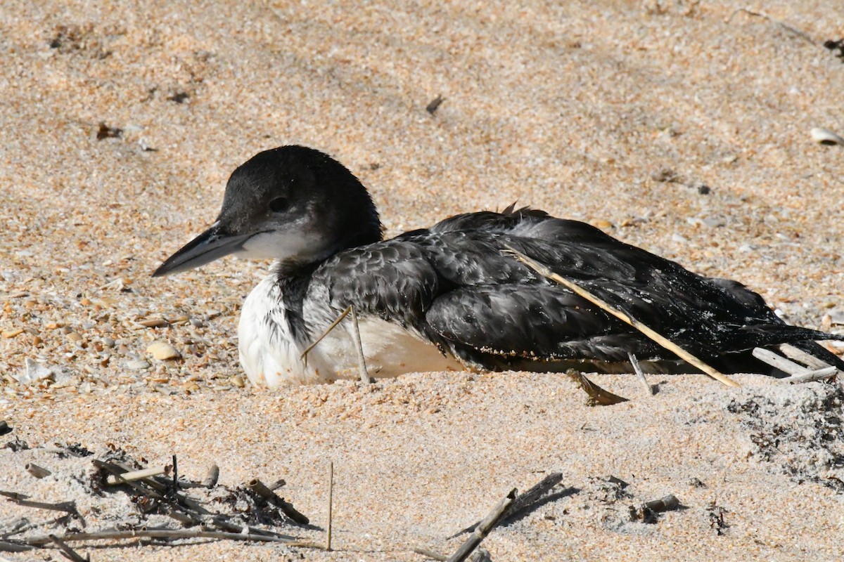 Common Loon - ML647316148