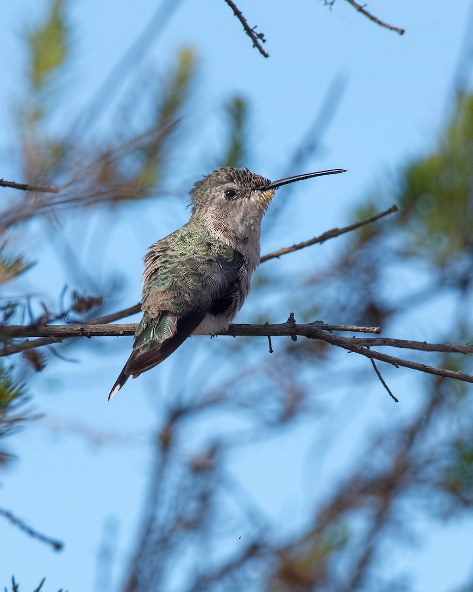 Atacamakolibri - ML647316152