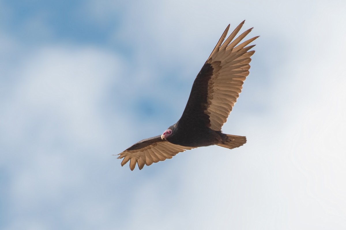 Truthahngeier - ML647316164