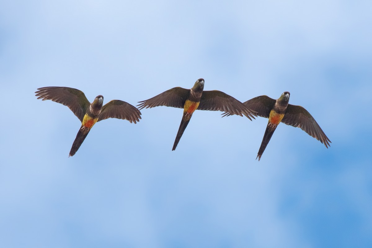 Felsensittich - ML647316169