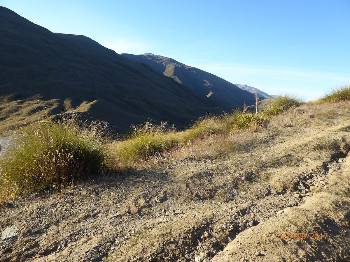 newzealandpiplerke - ML647316170