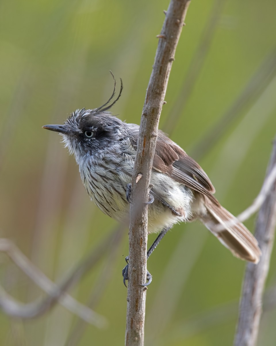 Meisentachurityrann - ML647316181