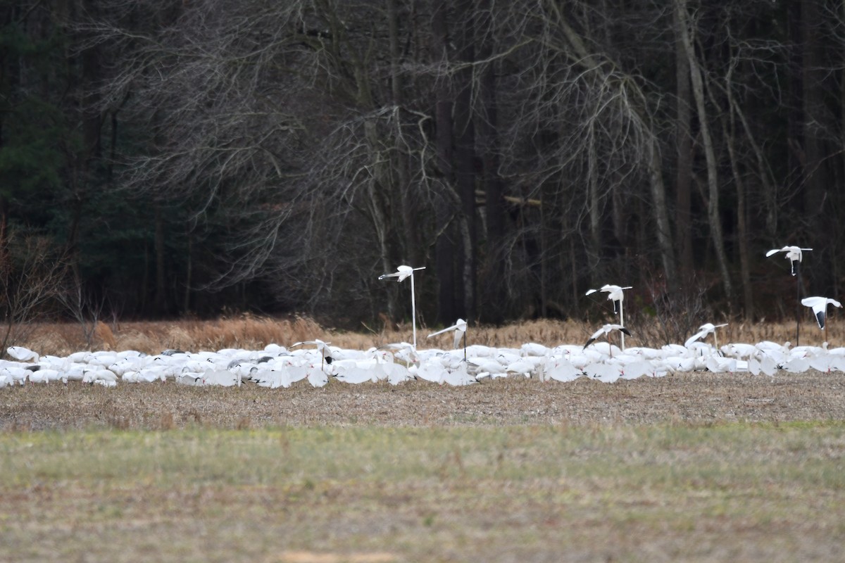 husa sněžní - ML647316182