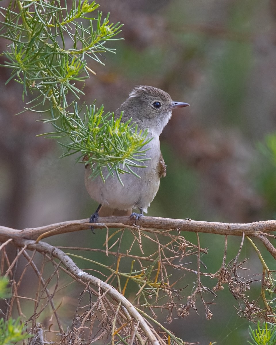 Weißkronen-Olivtyrann - ML647316185