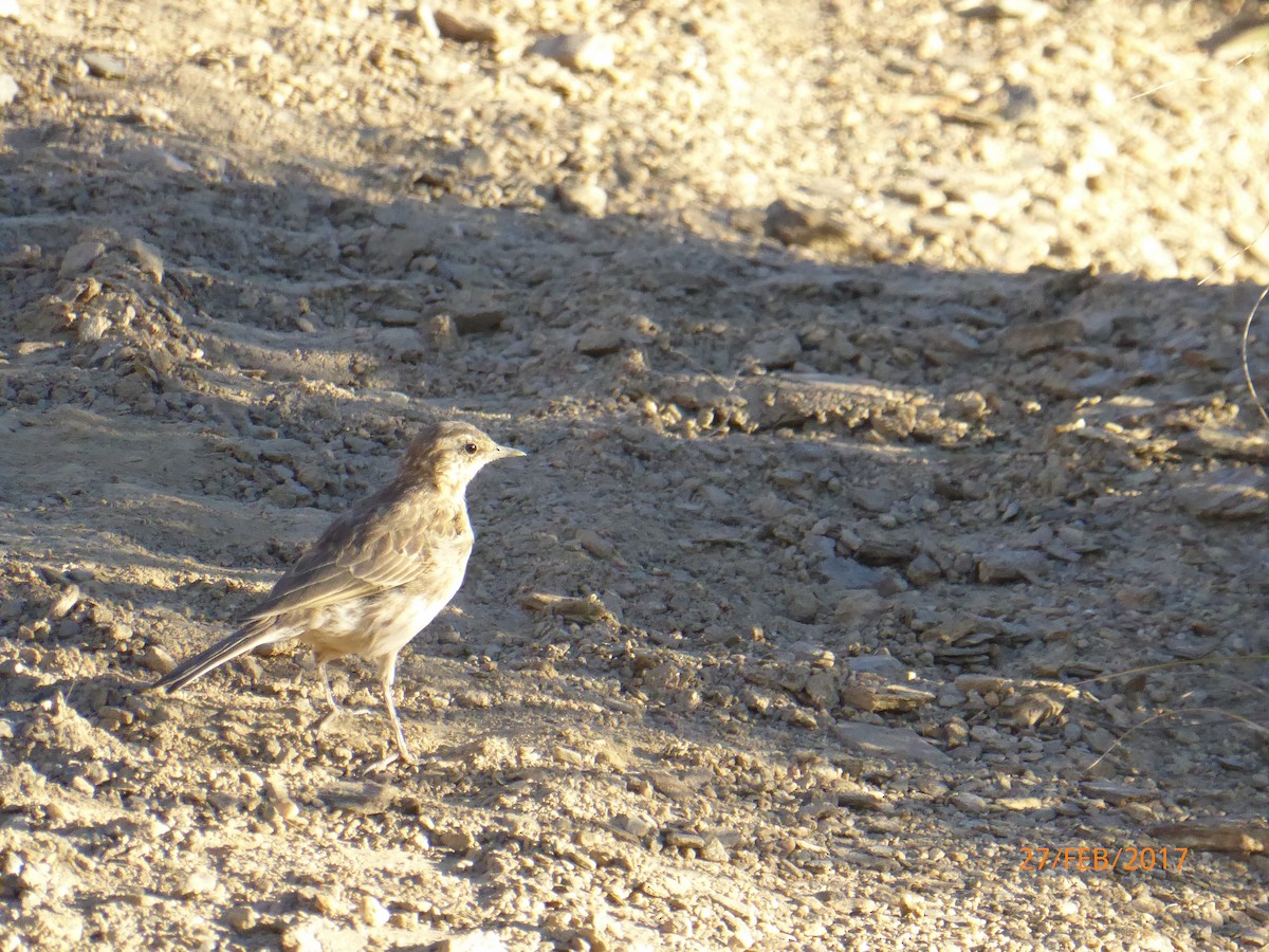 newzealandpiplerke - ML647316187