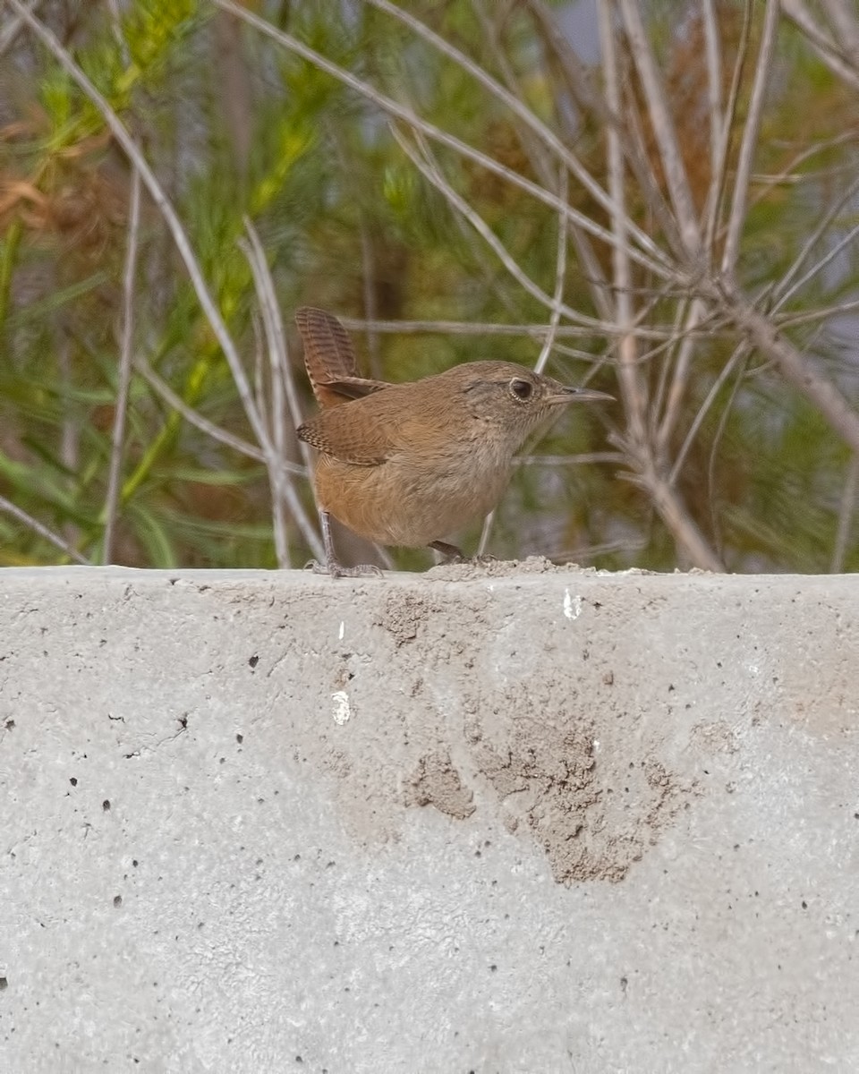 Southern House Wren - ML647316189