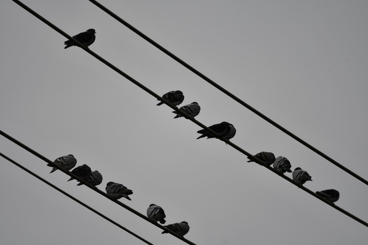 Kaya Güvercini (evcil tip) - ML647316192