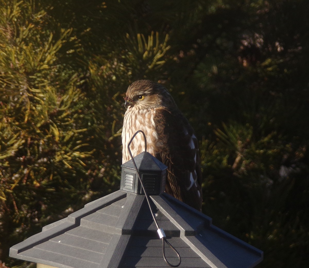 Eckschwanzsperber - ML647316199