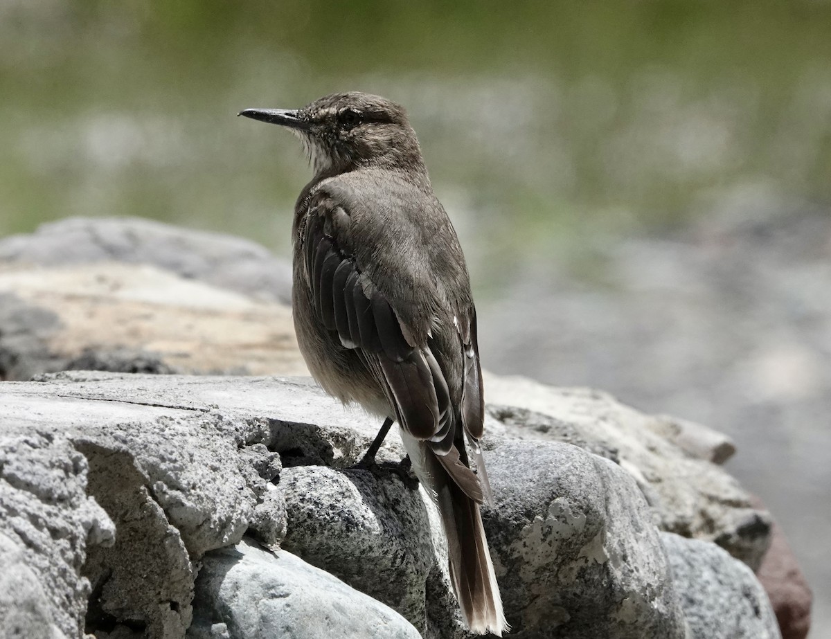 Black-billed Shrike-Tyrant - ML647316203