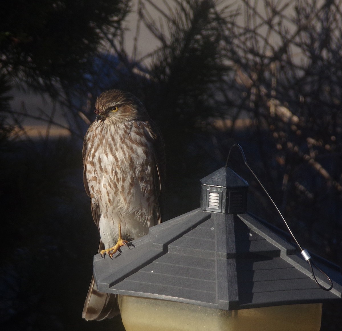 Eckschwanzsperber - ML647316210