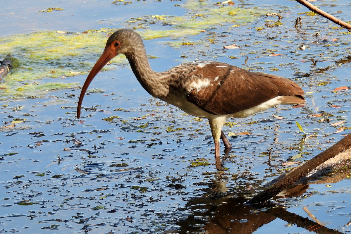 White Ibis - ML647316232