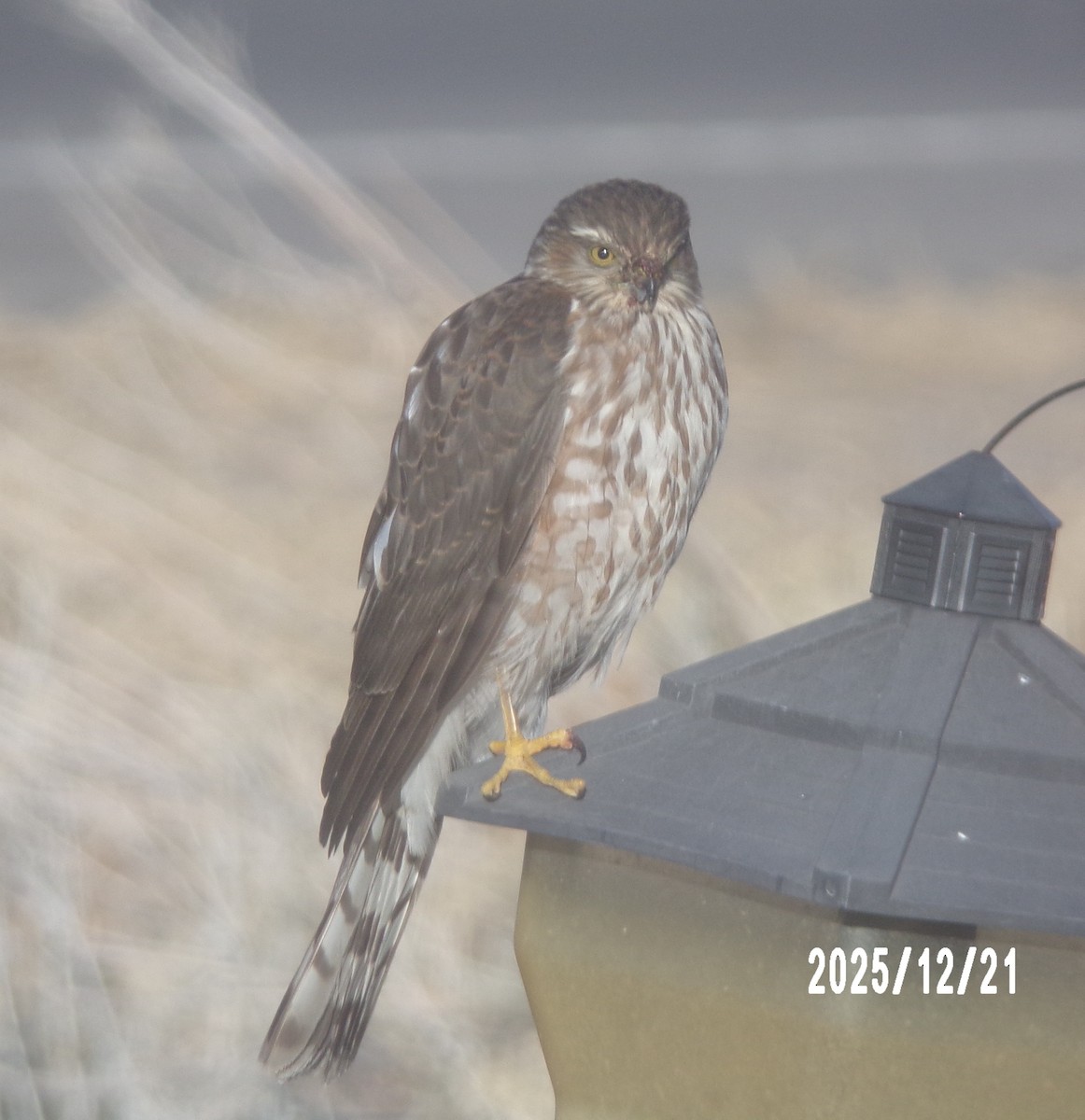 Eckschwanzsperber - ML647316233