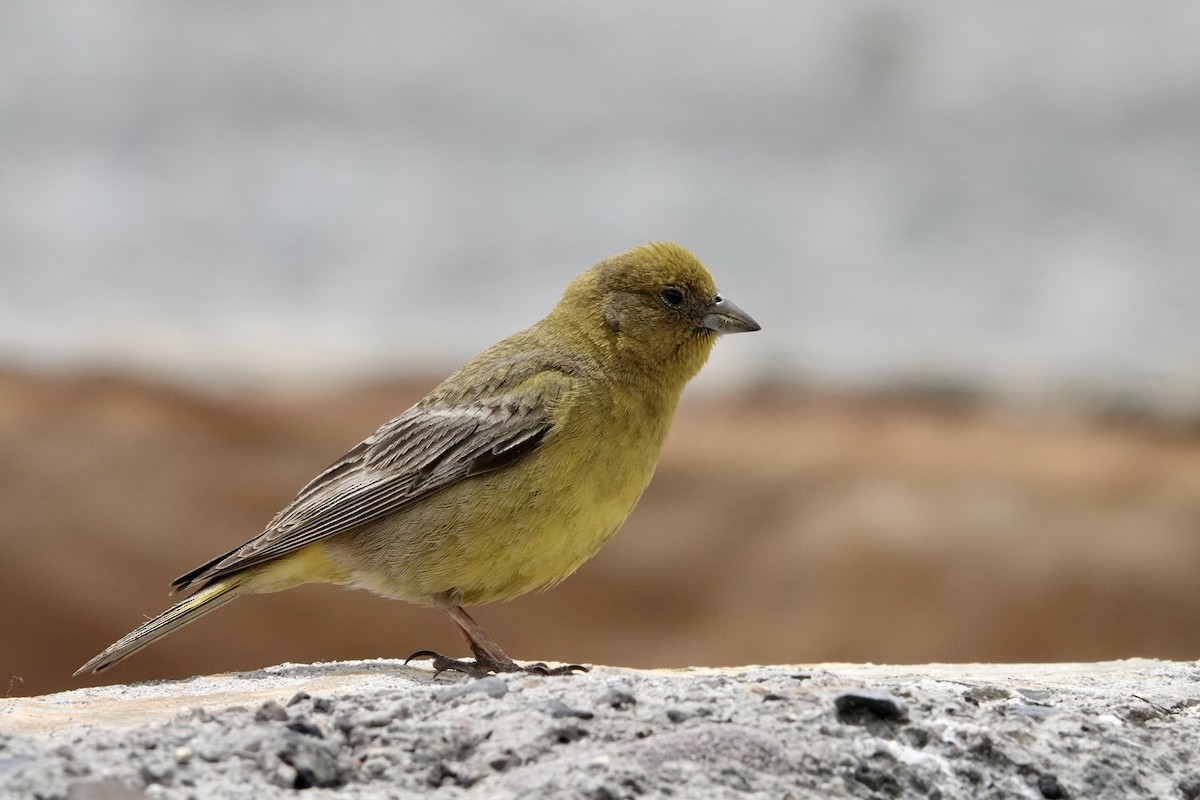 Greater Yellow-Finch - ML647316244