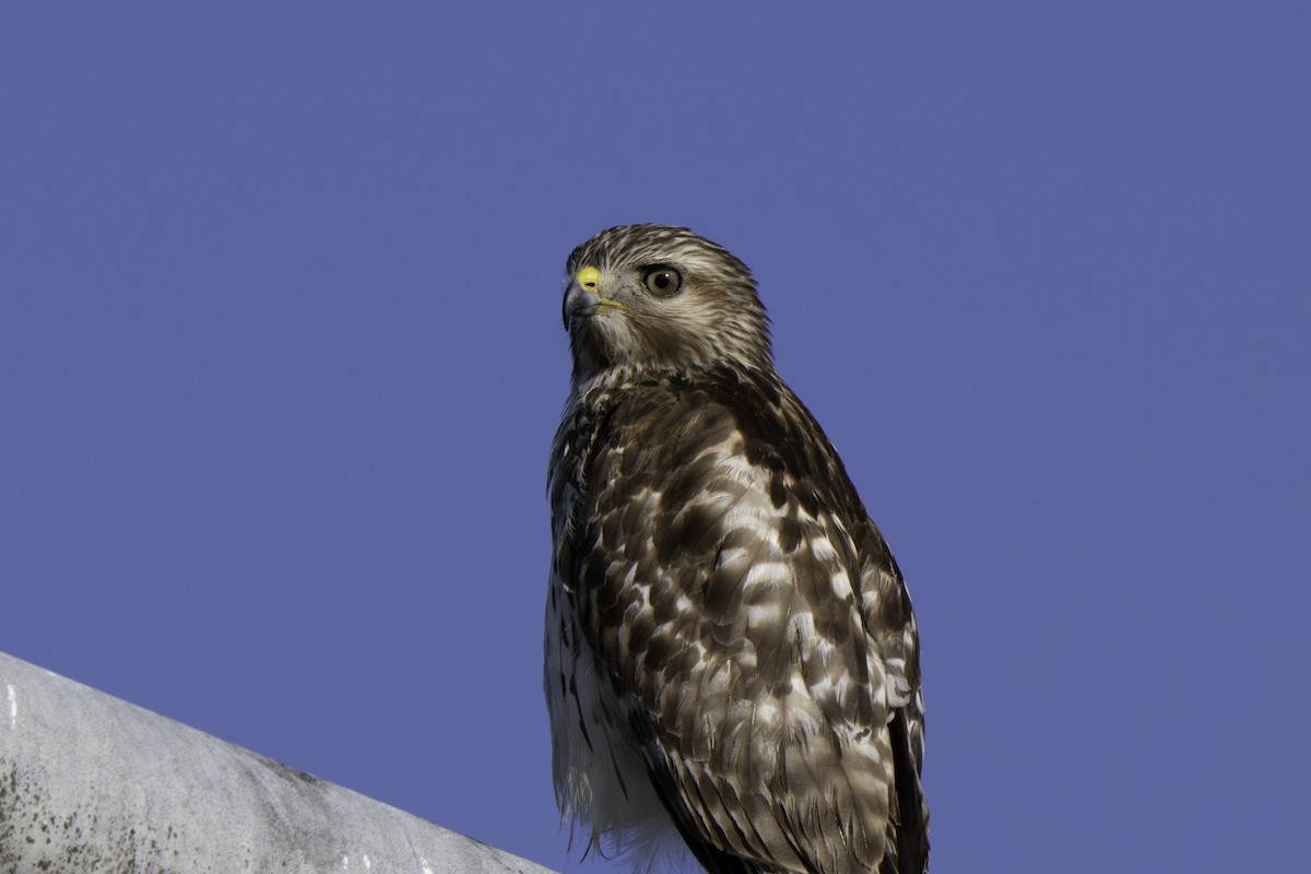 káně páskovaná - ML647316262