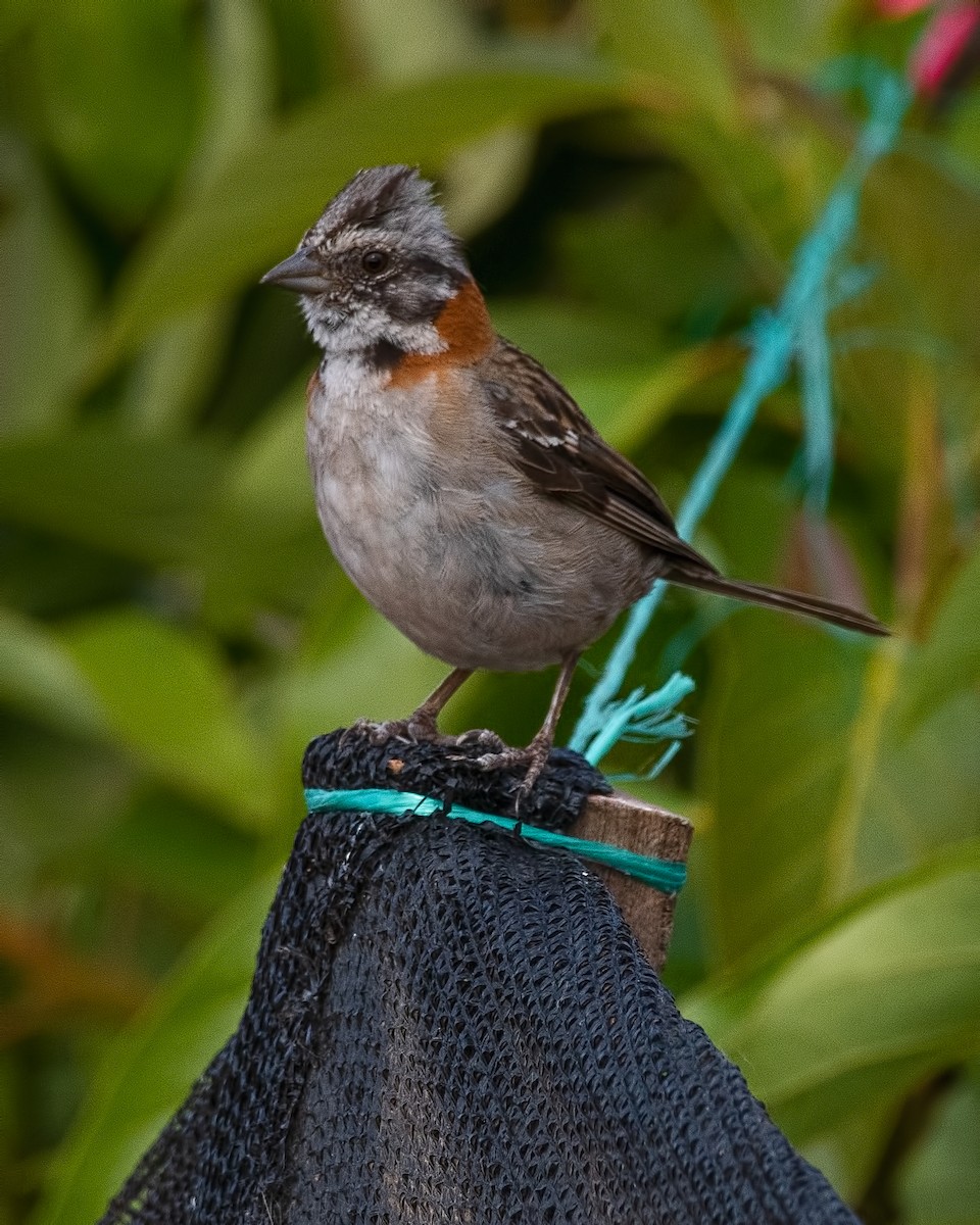 Morgenammer - ML647316275