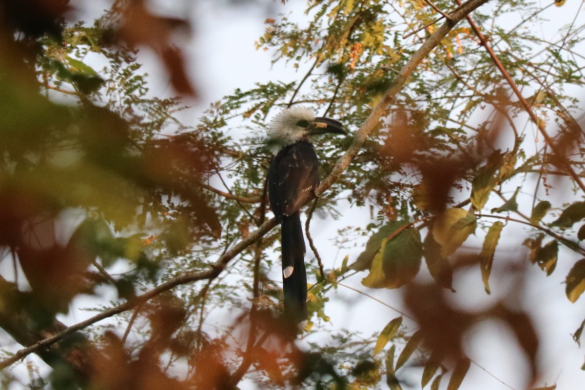 Western Long-tailed Hornbill - ML647316309