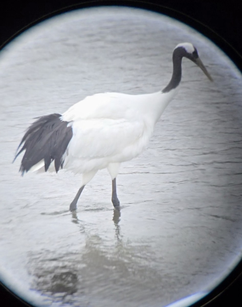 Kurrilo japoniarra - ML647316312