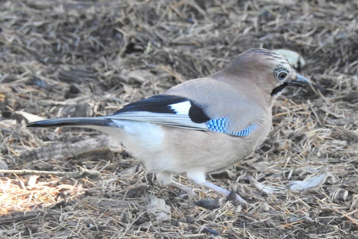 Eurasian Jay - ML647316313