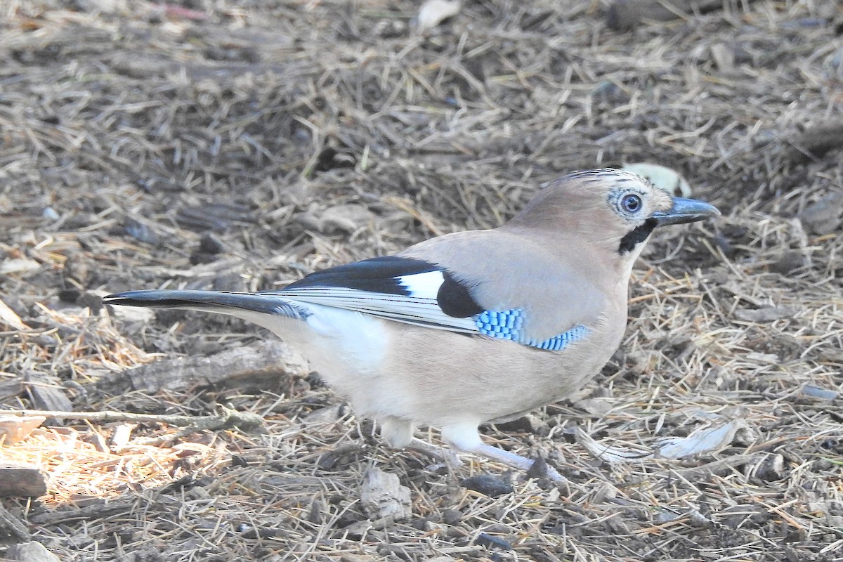 Eurasian Jay - ML647316314