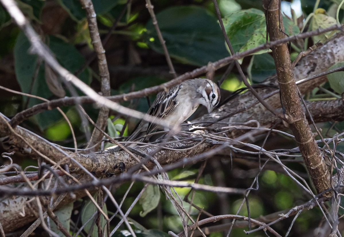 Rainammer - ML647316319