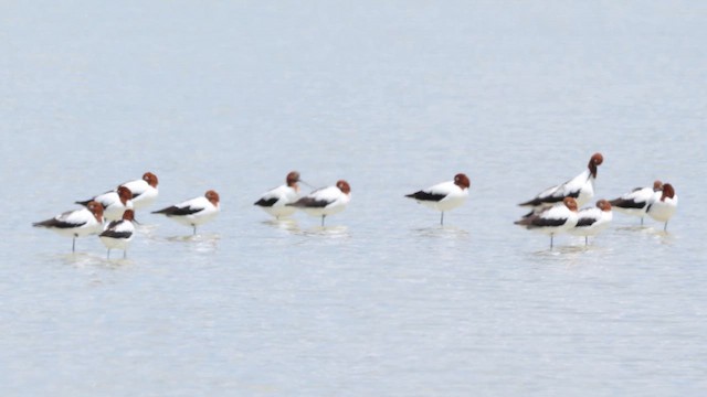 Австралийская шилоклювка - ML647316327